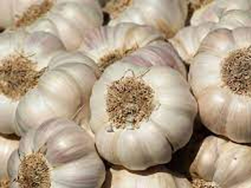 Fresh Garlic
