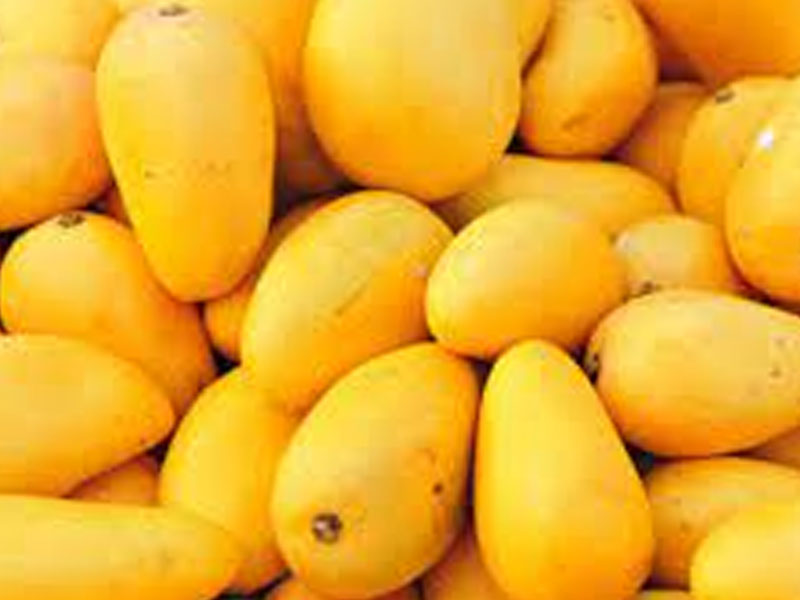 Fresh Mango