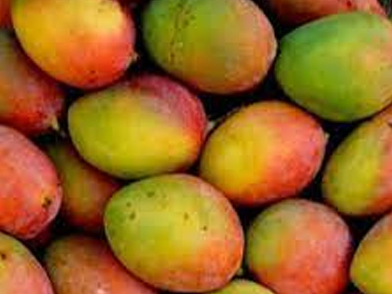 Fresh Mango